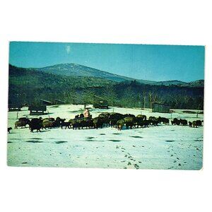 Karakul Sheep Snow Pasture New Hampshire Wool Meat Herd Vintage Postcard Persian